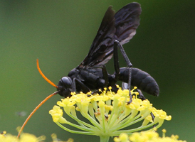 Entypus fulvicornis